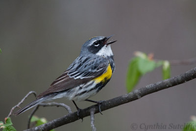 Another Yellow-rumped Warbler performance