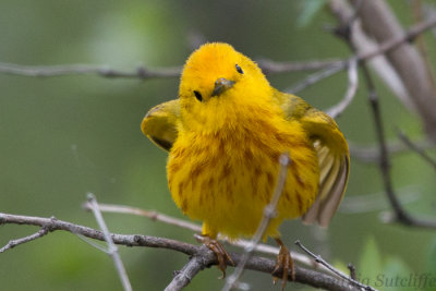 Now arent I just  the cutest Warbler you have ever seen?