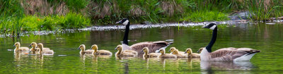 Gosling Day Care?