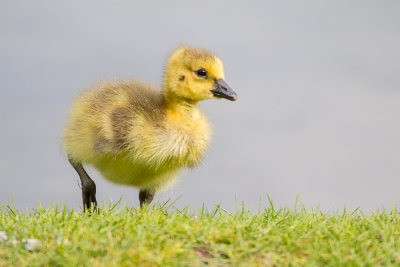 Canada Goose Gosling 