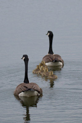 Goslings in tow, Dad takes up the rear.