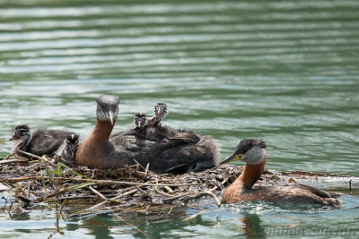A Grebe Family at Lunch Time