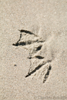 Web prints in the sand