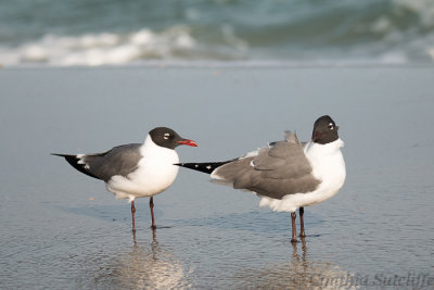 Myrtle Beach Birds