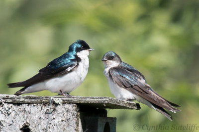 Swallows feeding their young