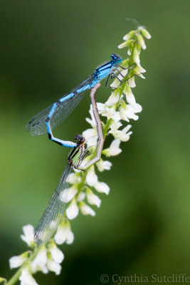 Dragonfly Duet