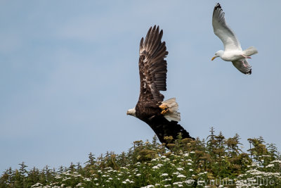 Bald Eagle being chased by a gull