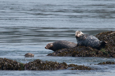 Harbour & Grey Seals