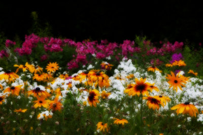 Freeman's Garden, Shamper's Bluff