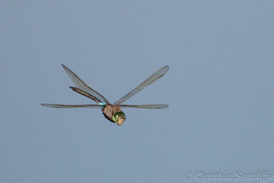 Amazing Dragonfly