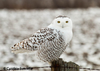 Snowy Owl Number One