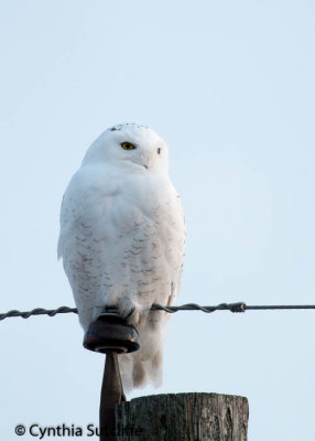 Snowy Owl Number 2
