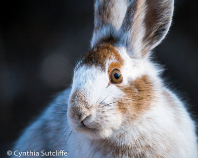 Pretty Lady (Snowshoe Hare)