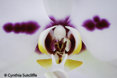 Phalaenopsis 2