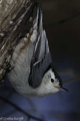 Nuthatch - Testing new lens