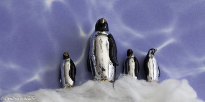 The March of The Penguins 4