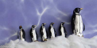 The March of The Penguins 5