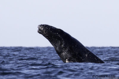 Humpback Whales, Puerto Vallarta, Mexico - Series