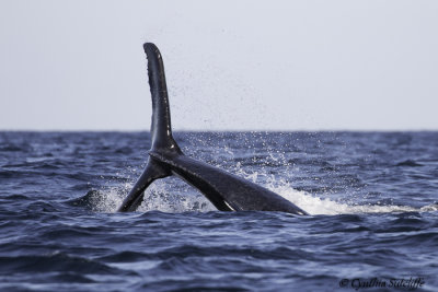 Humpback Whale-2.jpg