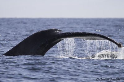 Humpback Whale-3.jpg