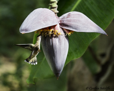 Broad-billed Hummingbird on Banana Tree Bloom.jpg