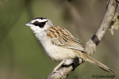 Stripe-headed Sparrow.jpg