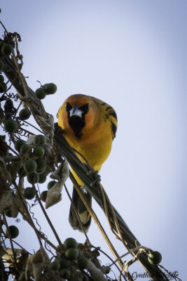 Streak-backed Oriole2.jpg