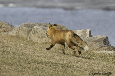 The Quick Red Fox 3 of 3