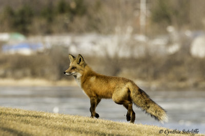 The Quick Red Fox jumped over the rocks...1 of 3
