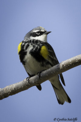 Yellow-rumped Warbler