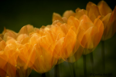 Rainy Day Tulips 2