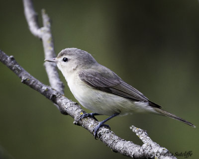 Warbling Vireo