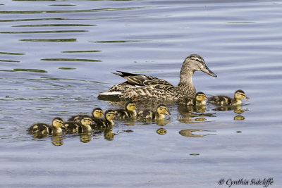 First Ducklings