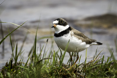 Semipalmated Plover