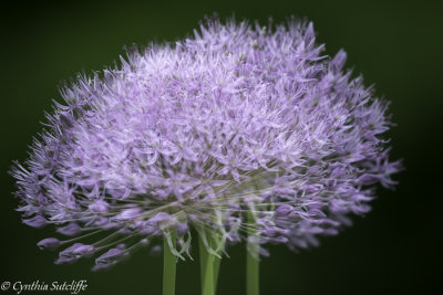 Allium