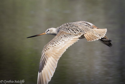 Marbled Godwit