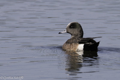 American Wigeon