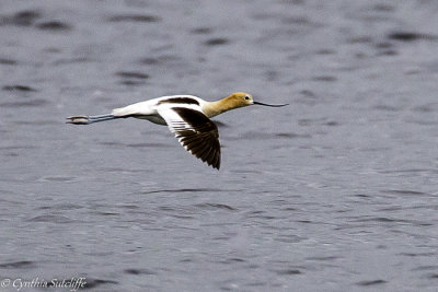 American Avocet