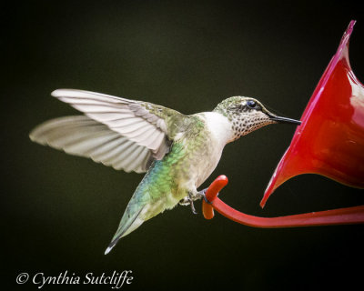 Ruby-throated Hummingbird continued