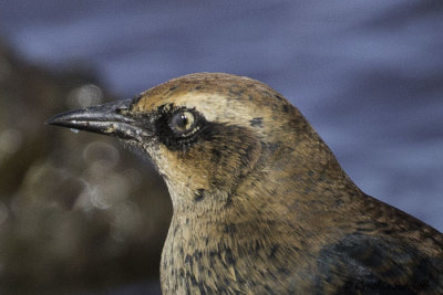 Rusty Blackbird - Nictitating Membrane