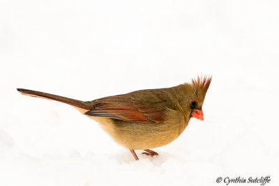 Northern Cardinal (female)