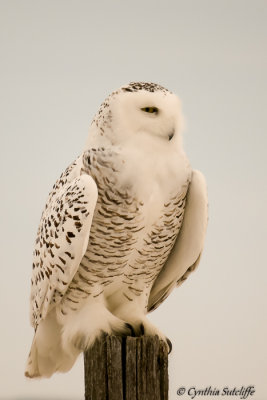 Snowy Owl On Post (female)