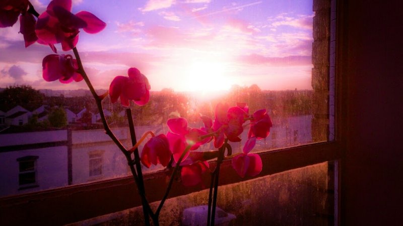 A Flowers Dream 