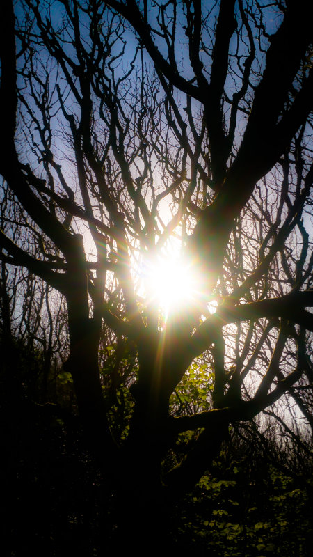 Woodland Realm