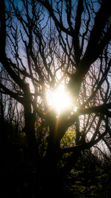 Woodland Realm