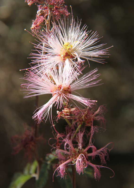 Fairy Duster