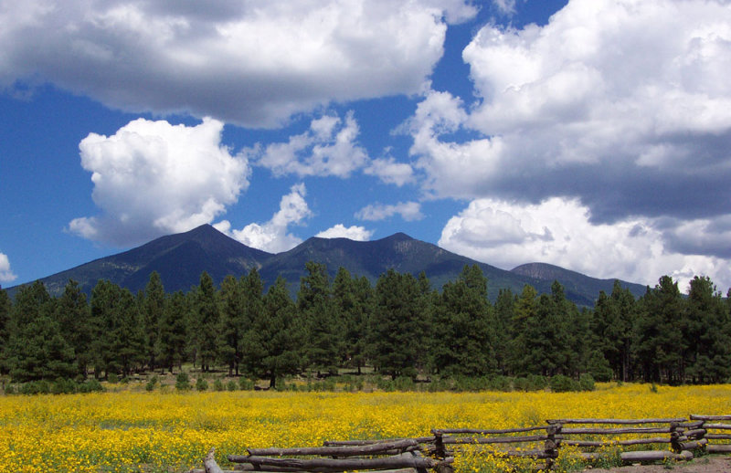 Wild Flowers and Humphreys Peak
