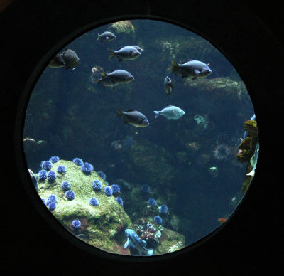 Aquarium at Caliornia Acadmy of Sciences