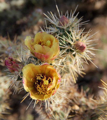 Staghorn Cholla #3