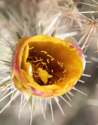 Staghorn Cholla #4